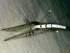 Pilacmonotus sabulosus