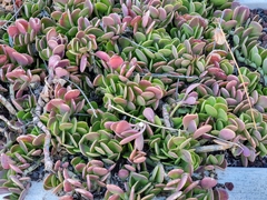 Kleinia petraea
