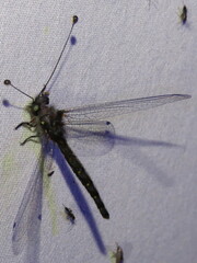 Pilacmonotus sabulosus