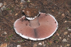Agaricus gennadii