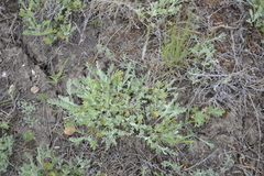 Artemisia santonicum