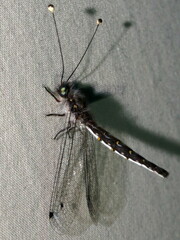 Pilacmonotus sabulosus