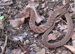 Erythrolamprus typhlus