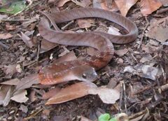 Erythrolamprus typhlus