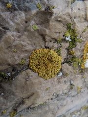 Xanthorioideae