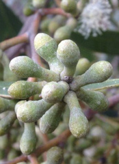 Eucalyptus arenacea