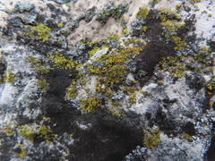 Xanthomendoza