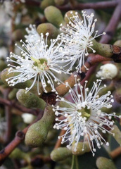 Eucalyptus arenacea