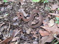 Erythrolamprus typhlus