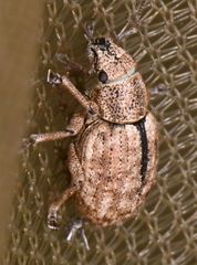 Strophosoma melanogrammum