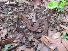 Erythrolamprus typhlus