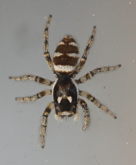 Salticus scenicus
