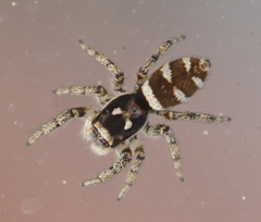 Salticus scenicus