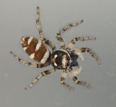 Salticus scenicus