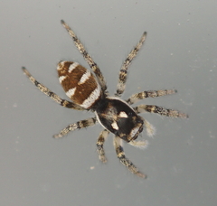 Salticus scenicus