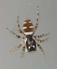 Salticus scenicus