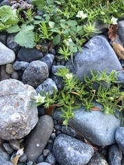 Arenaria serpens