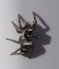 Salticus scenicus