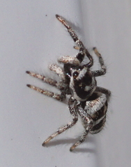 Salticus scenicus