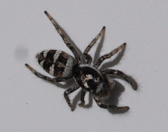 Salticus scenicus