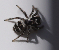 Salticus scenicus