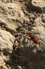 Pseudomethoca anthracina