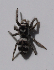 Salticus scenicus