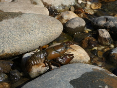 Pacifastacus leniusculus