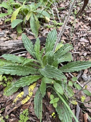 Lithospermum bejariense