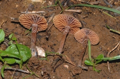 Tubaria conspersa