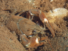Pacifastacus leniusculus