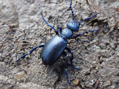 Meloe violaceus