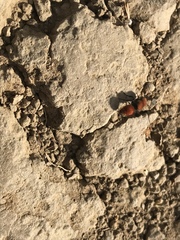 Pseudomethoca anthracina