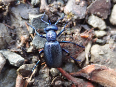 Meloe violaceus