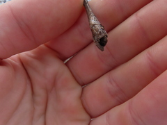 Proteoteras willingana