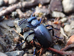Meloe violaceus