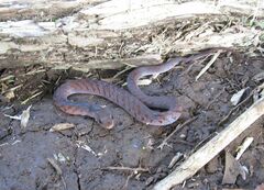 Erythrolamprus typhlus