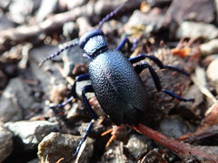 Meloe violaceus