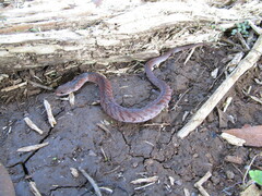 Erythrolamprus typhlus