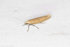 Ypsolopha ochrella