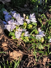 Scilla mischtschenkoana