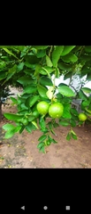 Citrus × limon