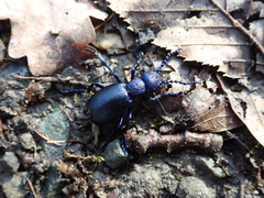 Meloe violaceus