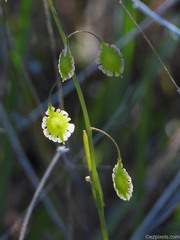 Thysanocarpus curvipes