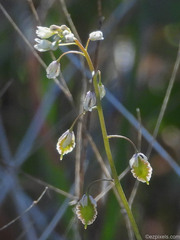 Thysanocarpus curvipes