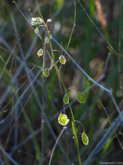 Thysanocarpus curvipes