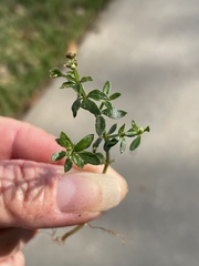 Galium bermudense