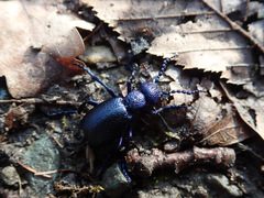 Meloe violaceus