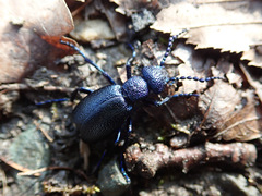 Meloe violaceus