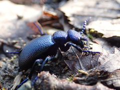 Meloe violaceus